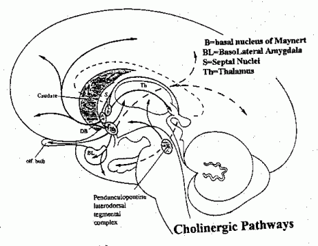 cholinergic neurones